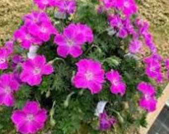 Hardy Geranium " Frivolous Flashing Pink" bright flowers, long flowering summer, groundcover, bare root division-free ship