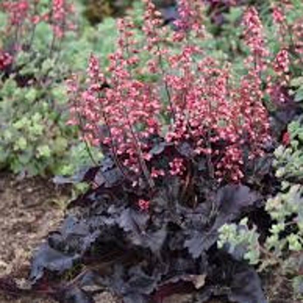 Mahogany Monster Coral Bells (Heuchea) Glossy, deep maroon leaves- pink flowers-part shade plant-3" plug, free ship