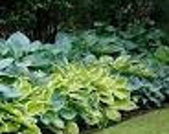 May include: A row of green and white hosta plants with large leaves.