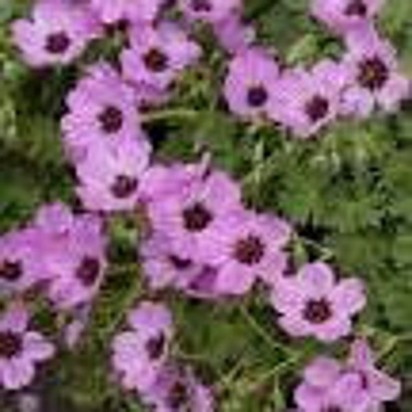 2-Ballerina Hardy Geranium, lilac pink flowers in summer, long blooming, low growing perennial. bare root division-free ship
