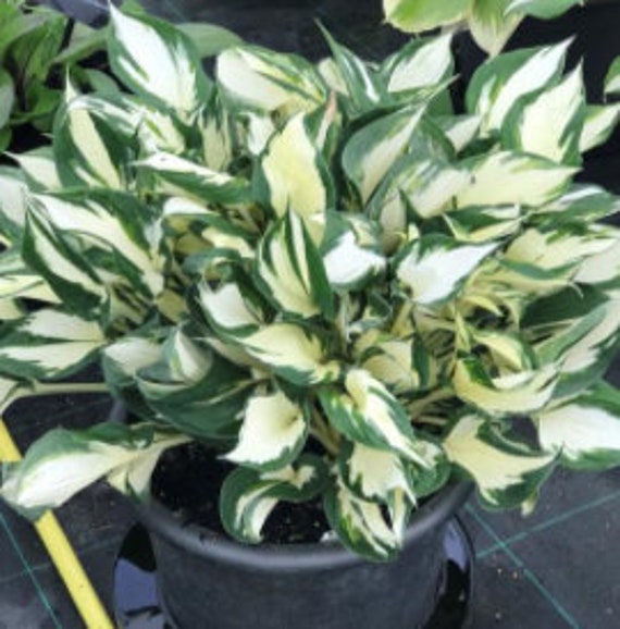 Fire & Ice Hosta-bare root plants-green and white stripe leaf-med. size mature- lavender flower-perennial shade plant-Free Ship