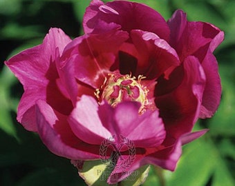 PRE BUY-Little Darlin ITOH Peony, dark, lavender pink, semi double form, 20&quot; tall when mature- 2-3 eye bare root divisions-free ship