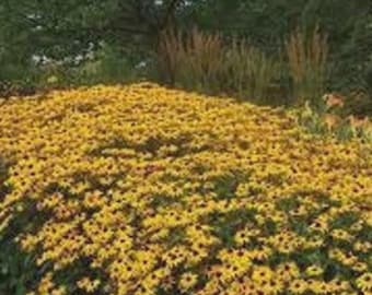 May include: A dense field of yellow black-eyed Susan flowers with dark brown centers, covering the ground in a vibrant display. The petals are bright yellow, and the plants are arranged in a thick, lush cluster under a soft, natural light.