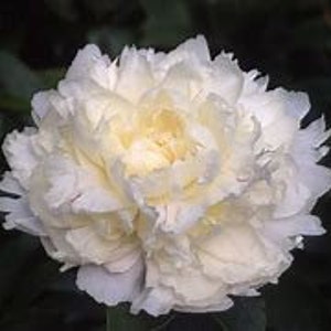 Kelways Glorious White Peony-large-fragrant flowers-award winning type-great cut flowers-2-3 eye bare root divisions-free ship