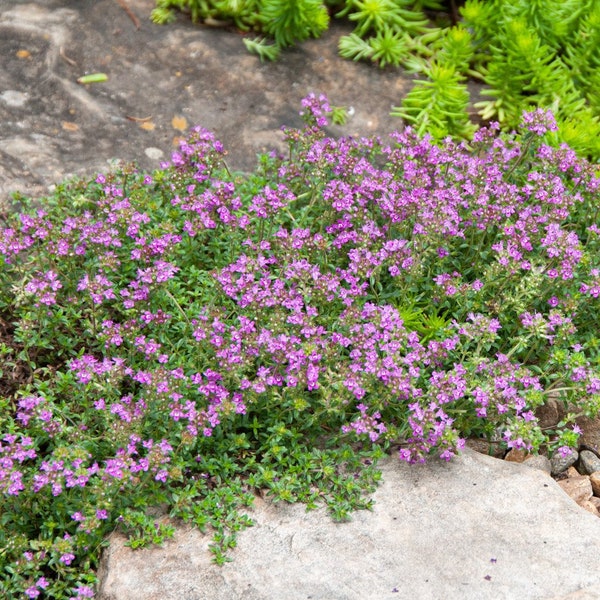 Creeping Thyme Plugs Etsy