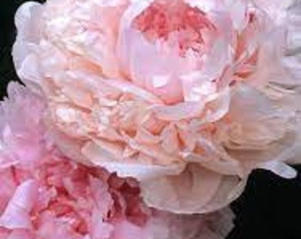 Myrtle Gentry peony- salmon pink -fully double form, very fragrant type-easy care perennial-2-3 eye bare root division-free ship