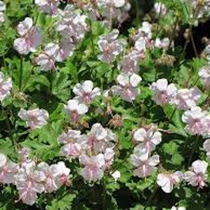 Biokovo Hardy Geranium, bare root-Cranesbill-easy perennial groundcover-light pink  summer flowers-nice foliage- free ship