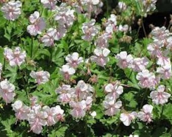 May include: A cluster of delicate pink and white flowers with green leaves. The flowers have five petals and are arranged in a loose cluster. The leaves are a deep green and have a slightly serrated edge.