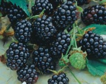 May include: Close-up of a cluster of ripe blackberries, some still attached to the vine. The berries are plump and juicy, with a deep, dark color.
