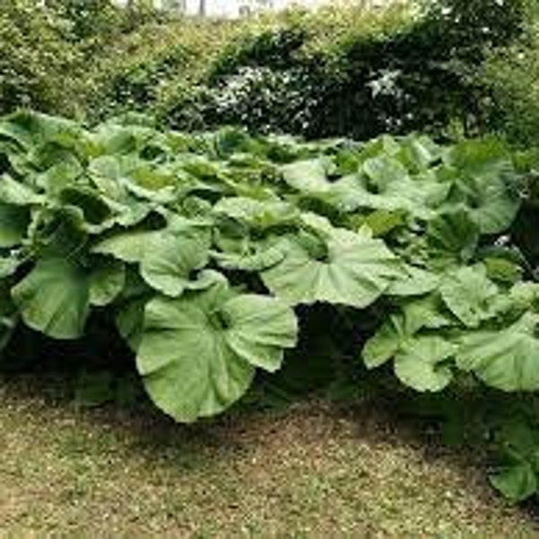 Japanese Butterbur, large rounded leaves, funky flowers, nice around water features-perennial-bare root divisions-free ship
