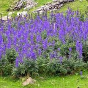 2 Autumn Monkshood (Aconitum)-spikey violet blue blooms in late summer-perennial-use caution toxic plant -plant with care-free ship