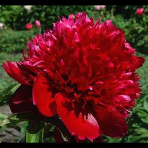 PRE BUY-Red Charm Peony, 2-3 eye bare root division, bomb style bloom, deep red flowers in spring, perennial-free ship