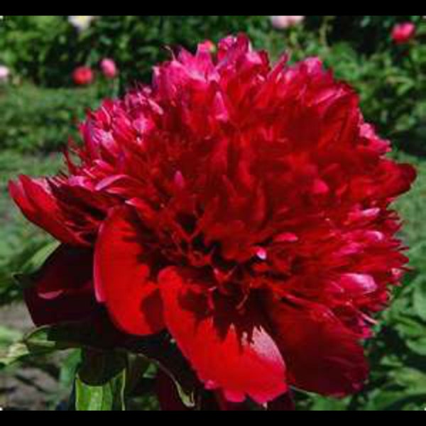 Red Charm Peony, 2-3 eye bare root division, bomb style bloom, deep red flowers in spring, perennial-free ship