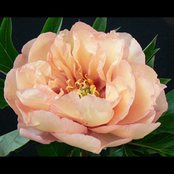 Canary Brilliants ITOH (Intersectional) Peony, a cross between the tree peony and garden types-semi double apricot blooms-free ship