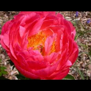 Coral Sunset Peony-deep color semi double form with golden centers-great cut flowers, 3-5 eye bare root divisions, perennial
