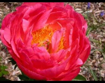 Coral Sunset Peony, deep color semi double form with golden centers, great cut flowers, 3-5 eye bare root divisions, easy to grow perennial