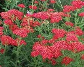 Seeds for Achillea Paprika (Yarrow) scarlet red-yellow eye-flat headed flowers w/ silvery foliage, drought tolerant, easy care, perennial