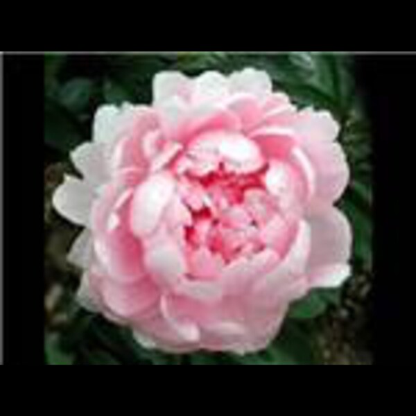 Walter Faxon Peony, pink, fragrant, spring blooms, perennial, live plant, 3-5 eye bare root division