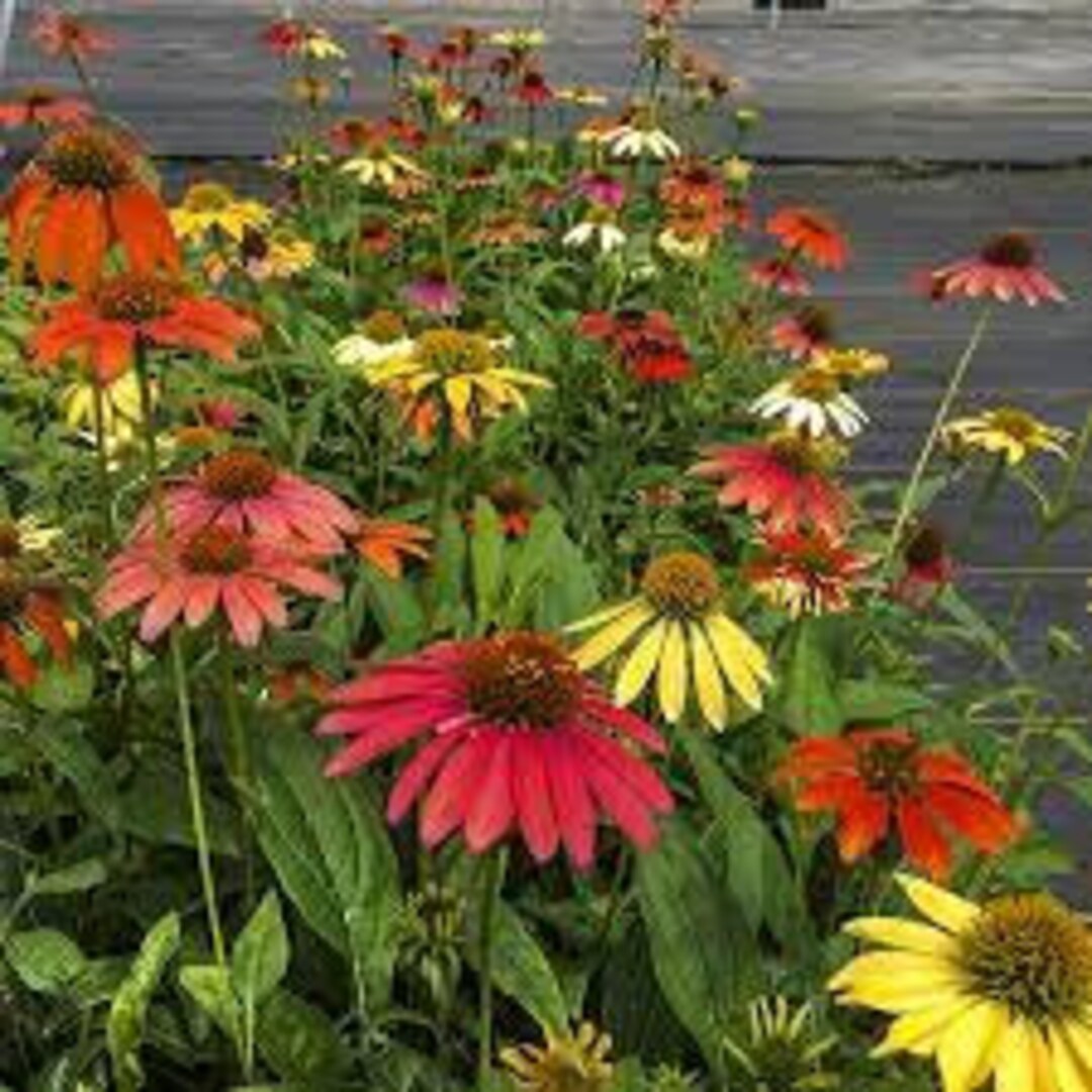 PRE BUY for Fall Ship2cheyenne Conefloweryellow, Orange, Pink, Red