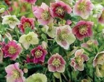 1 Plant-Mixed colors Helleborus-White, Pink or Dark Pink blooms.  Very early bloomer, easy care perennial free ship