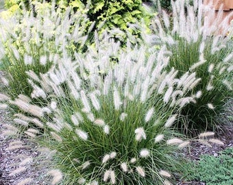 May include: A cluster of ornamental fountain grass plants featuring long, slender green blades and numerous feathery, white, bottle-brush shaped flower spikes that extend upwards from the center of the foliage in a dense, upright arrangement.
