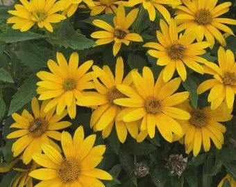 May include: A cluster of vibrant yellow flowers with dark brown centers and multiple petals. The flowers are surrounded by green leaves, creating a natural and colorful display. The image showcases a close-up view of the blooming flowers.