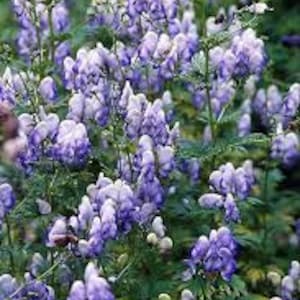 2-Bi Color Monkshood (Aconitum), white & blue purple, spikey flowers in mid summer, great cut flowers, bare root divisions-free ship