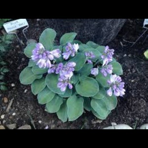 PRE BUY-Blue Mouse Ears Hosta, miniature type with blue green leaves, purple flowers, small bare root starts with 1-2 eyes-free ship