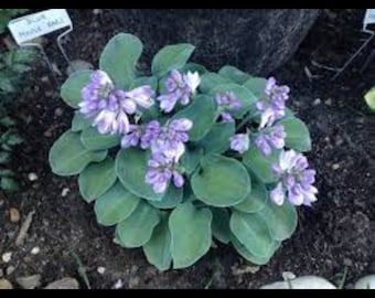 PRE BUY-Blue Mouse Ears Hosta, miniature type with blue green leaves, purple flowers, small bare root starts with 1-2 eyes-free ship