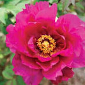 Pink Ardour ITOH Peony-3-5 eye bare root division- semi double-deep pink blooms-easy care perennial-free ship
