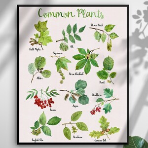 Plants Poster, Common Plants Print, Plants Wall Art, Watercolor Outside Plants, Botanical Print, Watercolour Plants Wall Art
