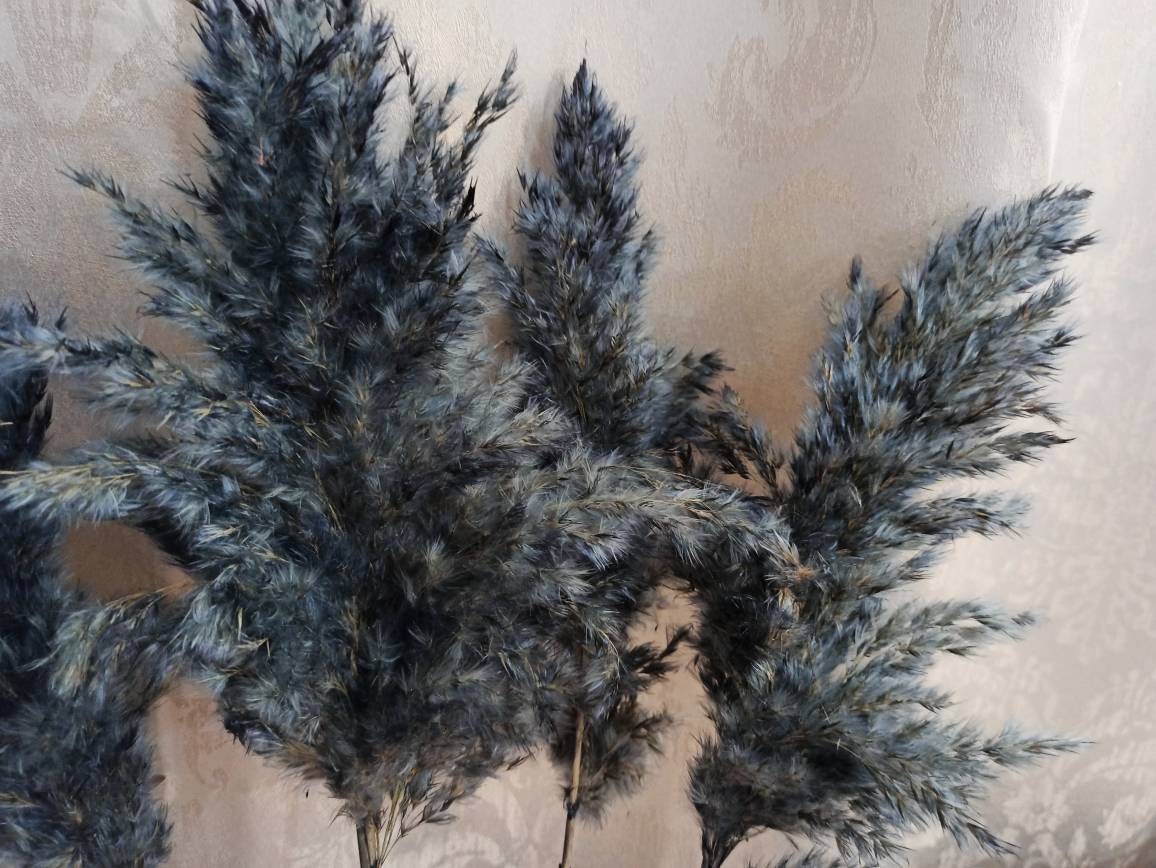 EXTRA PAMPAS GRASS Navy Blue/one1stem/wedding Decor/tall Etsy