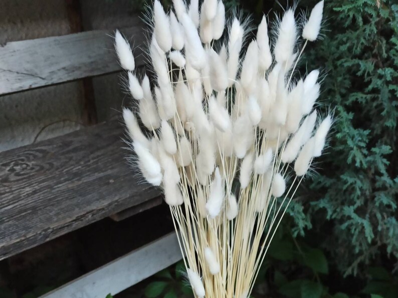WhiteLigth Blush BUNNY TAILS 100PCS/Lagurus/Dried Flowers/Dry Etsy
