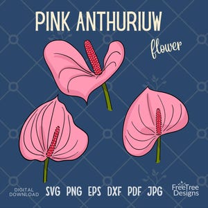 Pink Anthurium Flower SVG