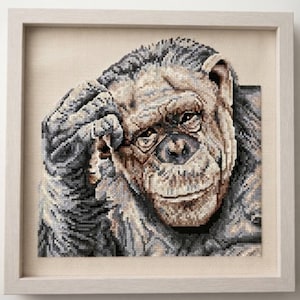 Op de afbeelding: Een ingelijst kruissteek borduurwerk met een chimpansee die zijn hand naar zijn hoofd brengt. De primaat is weergegeven in grijze, bruine en crèmetinten, met gedetailleerde vachtstructuren en een peinzende uitdrukking in een lichthouten lijst.