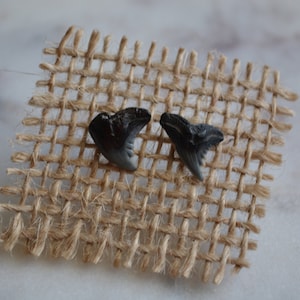 Shark Tooth Earring Set