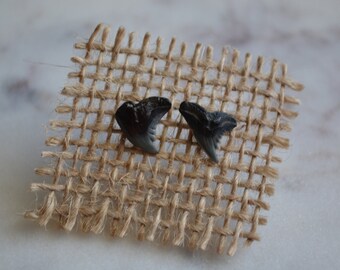 May include: A pair of fossilized shark teeth earrings. The teeth are dark gray and have a natural, rough texture. They are displayed on a piece of burlap fabric.