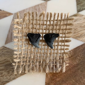 Shark Tooth Earring Set