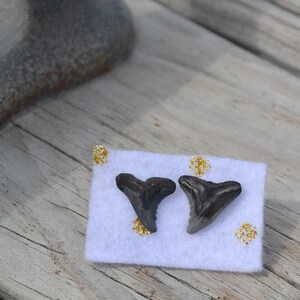 Shark Tooth Earring Set