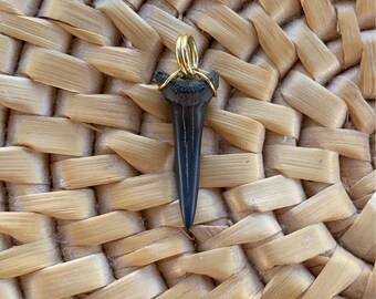 Shark Tooth Pendant