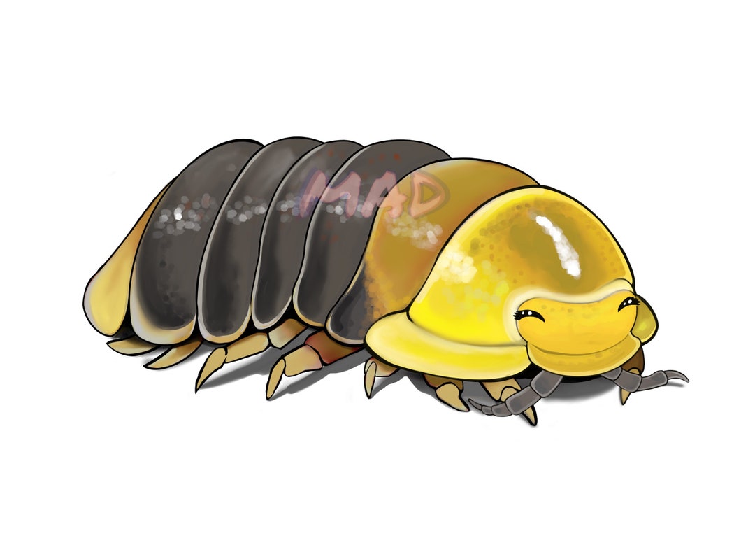 Rubber Ducky cuboidal Isopods Etsy