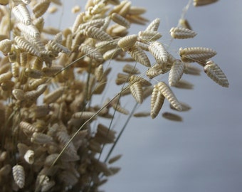 Dry grass BRIZA MAXIMA, bundles