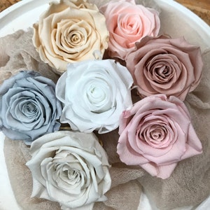 Stabilized roses I durable flowers I Preserving Roses I Infinity Roses - in 7 colors, in 7 colors, dried flowers I Dried flowers