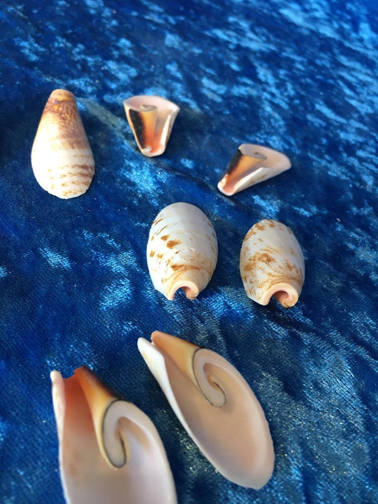 10 Shell Slices Lily Cut Strombus Luhuanus Sliced Shells 3 - Etsy