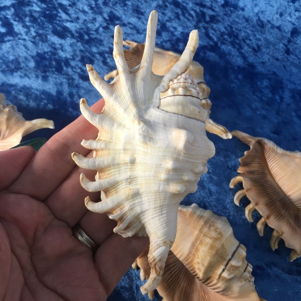 Lambis Millepeda Shell 12-15cm - Millipede Spider Seashell - Spider Conch - Beautiful Specimen - Real - Natural - Home Decor - Collection