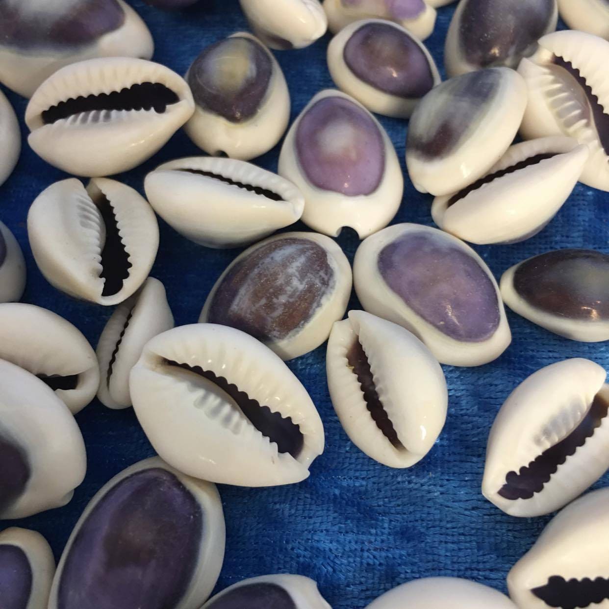 100 Grams Small Purple Top Cowrie Shells 1 to 2.5 Cm Size - Etsy