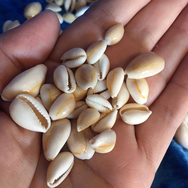 Cowrie Shell - Etsy Australia