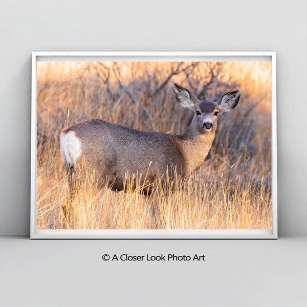 Mule Deer Wall Art, Wildlife Photography, Rustic Home Decor, Landscape Photography, Woodland Animal