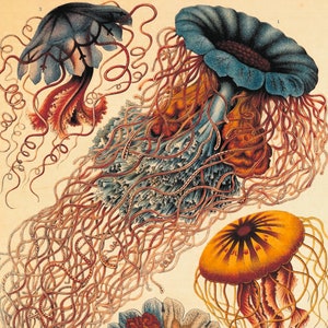 Discomedusae by Ernst Haeckel Vintage Botanical Poster image 4