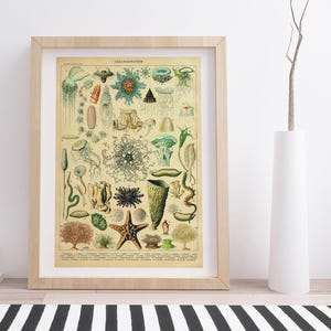 Oceanographie by Adolphe Millot | Vintage Botanical Poster
